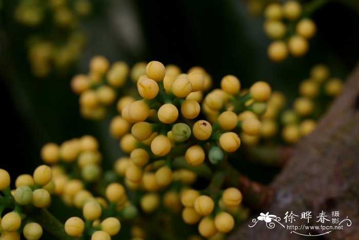 幸福树开花吗图片