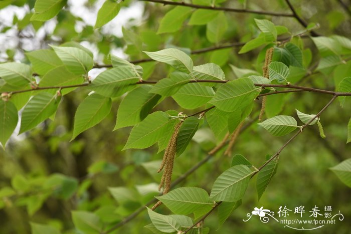 红枫种子怎么播种