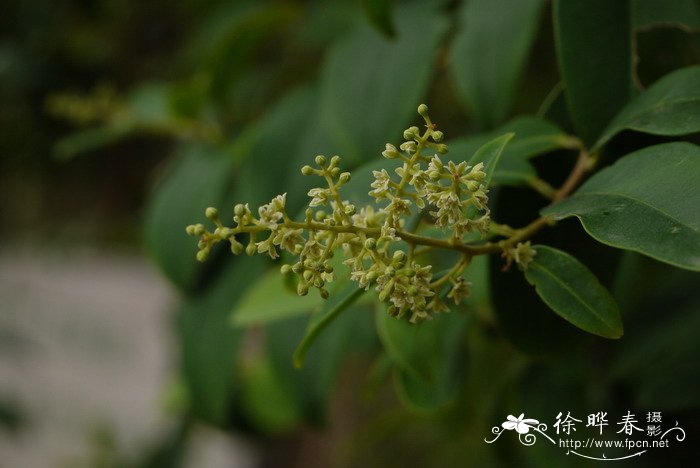 幸福树用什么肥料才能旺盛