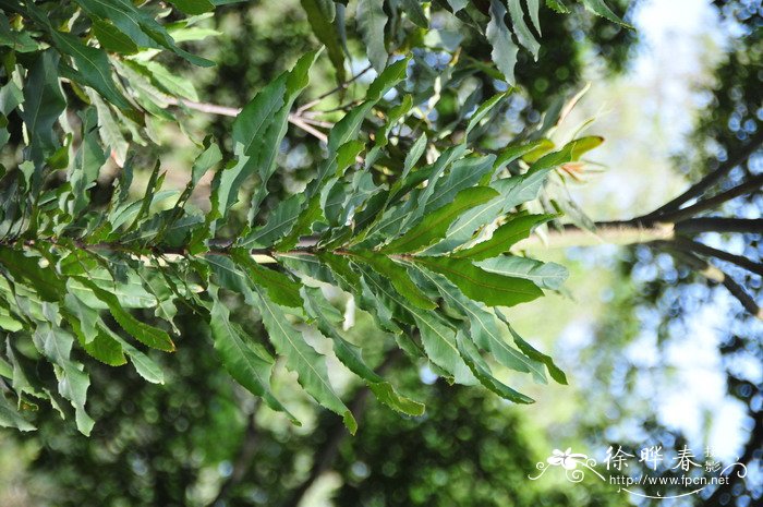 最漂亮的花朵大全