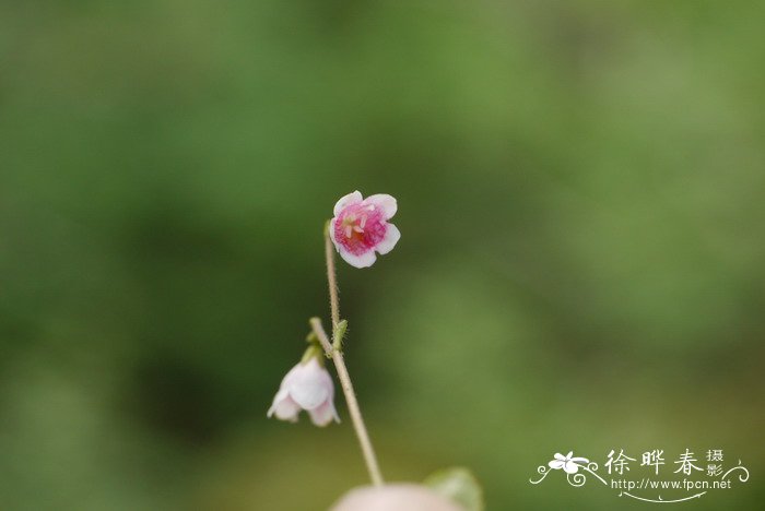 女雏多肉植物图片