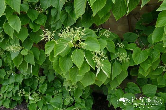 松树是被子植物还是裸子植物