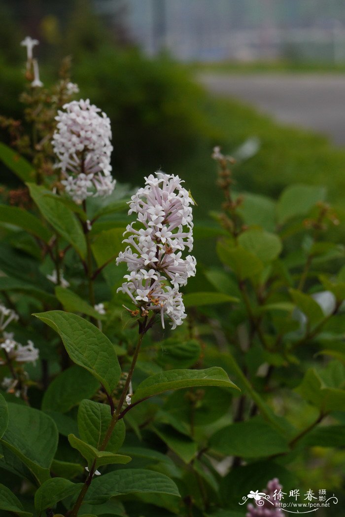 沃柑季节