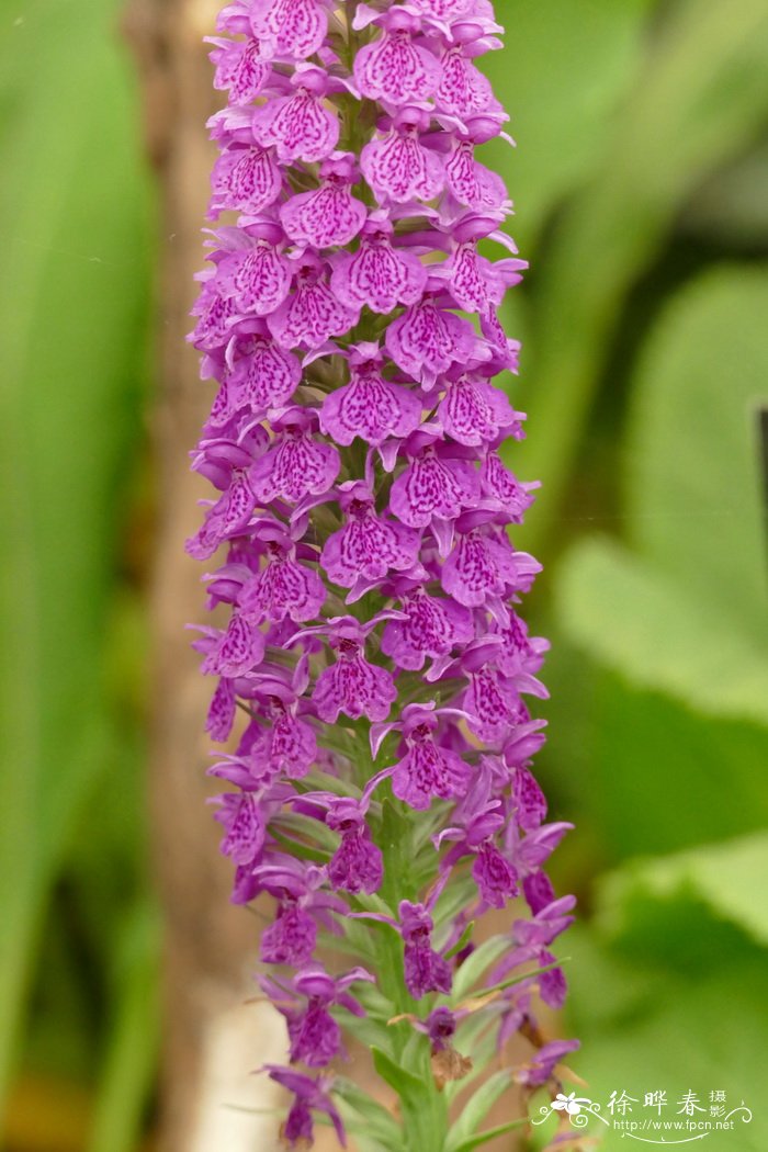 牵牛花花期