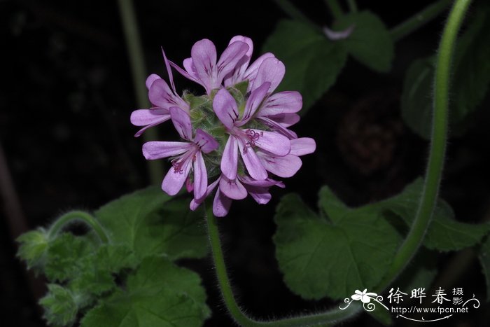 牡丹开花的季节是几月