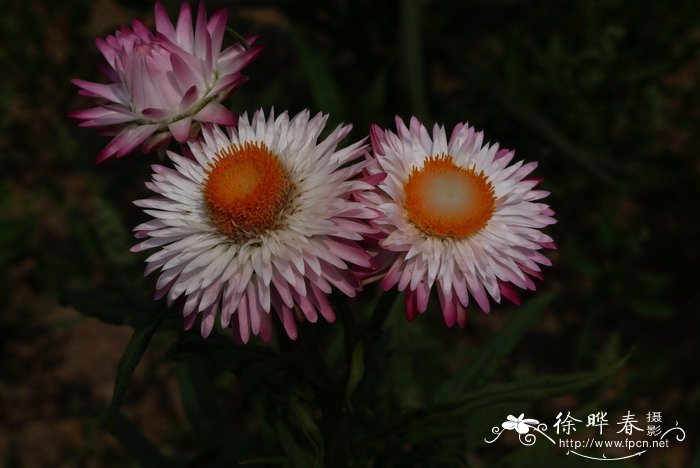 芍药花期多长时间