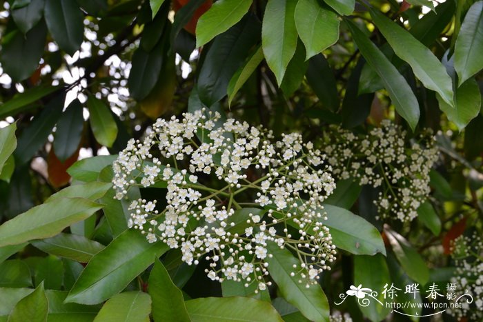 松树是被子植物还是裸子植物