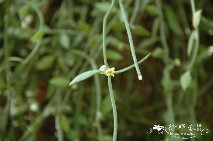 紫藤风水禁忌