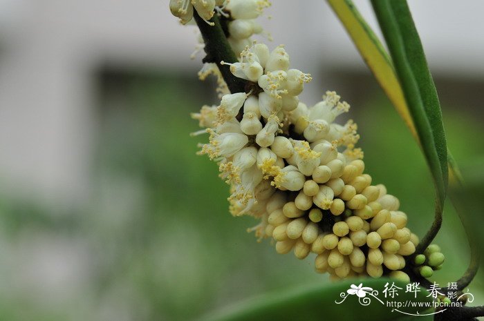 风信子的花语