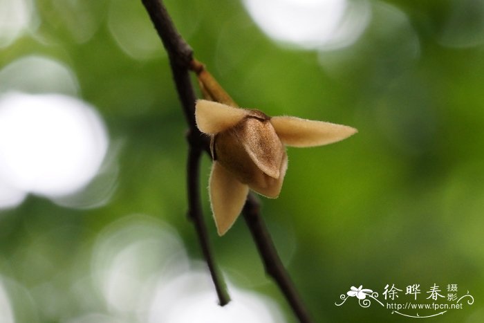 苹果种子怎么种植方法