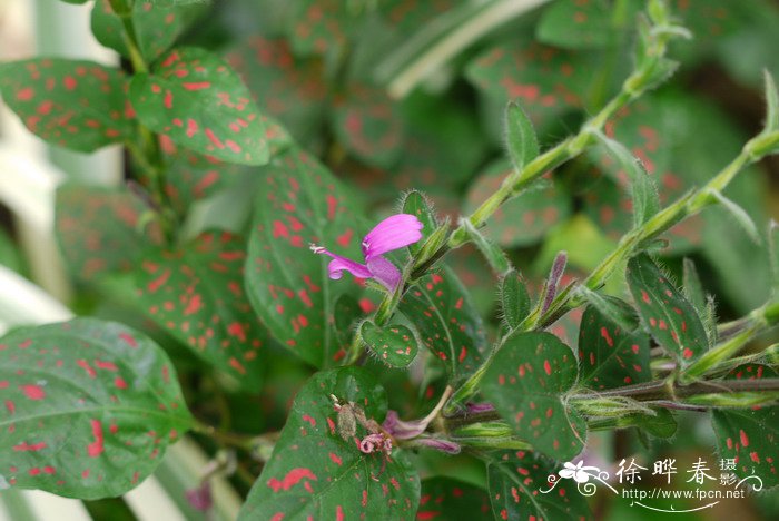 防辐射植物