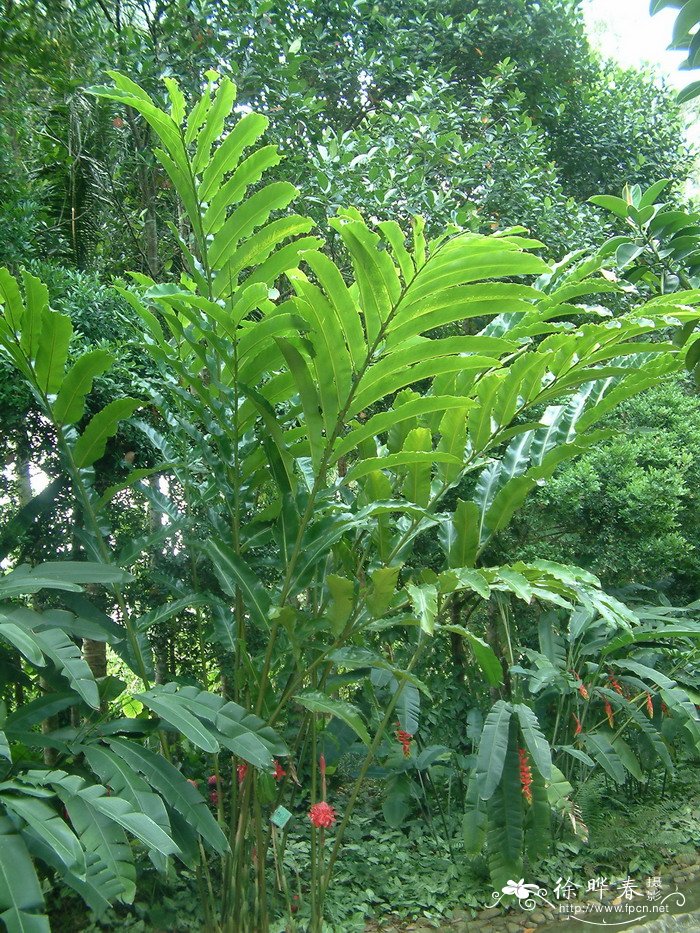 黄杨树