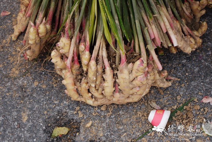 杜鹃花一年开几次花