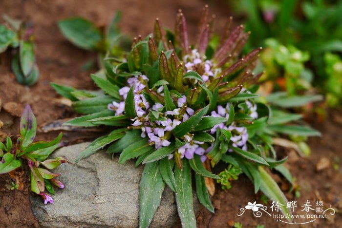 橙色郁金香花语和寓意