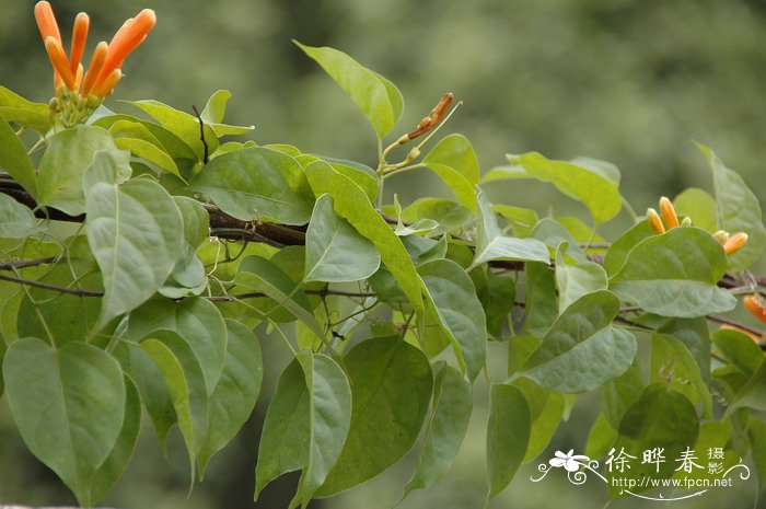 樟树是什么植物