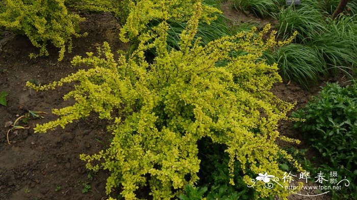 百合花什么时候开花