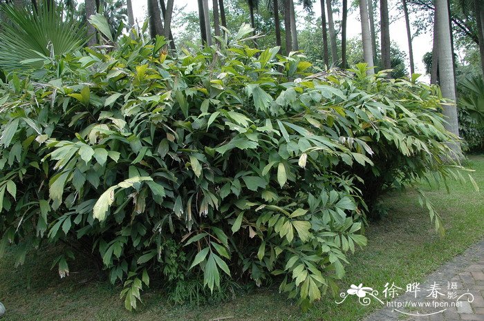 柿子的季节