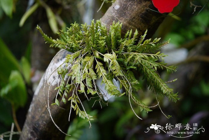 永生花是什么花