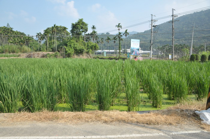 柱状苹果树苗