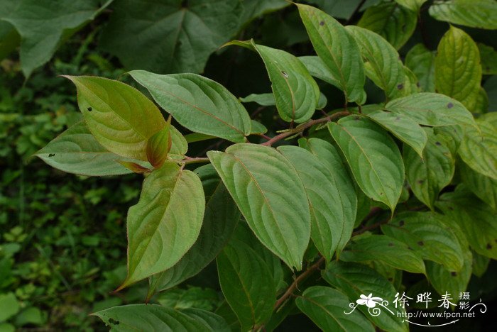 盆栽植物图片及名称