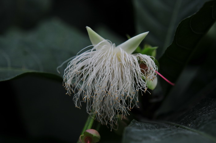 代表健康的花