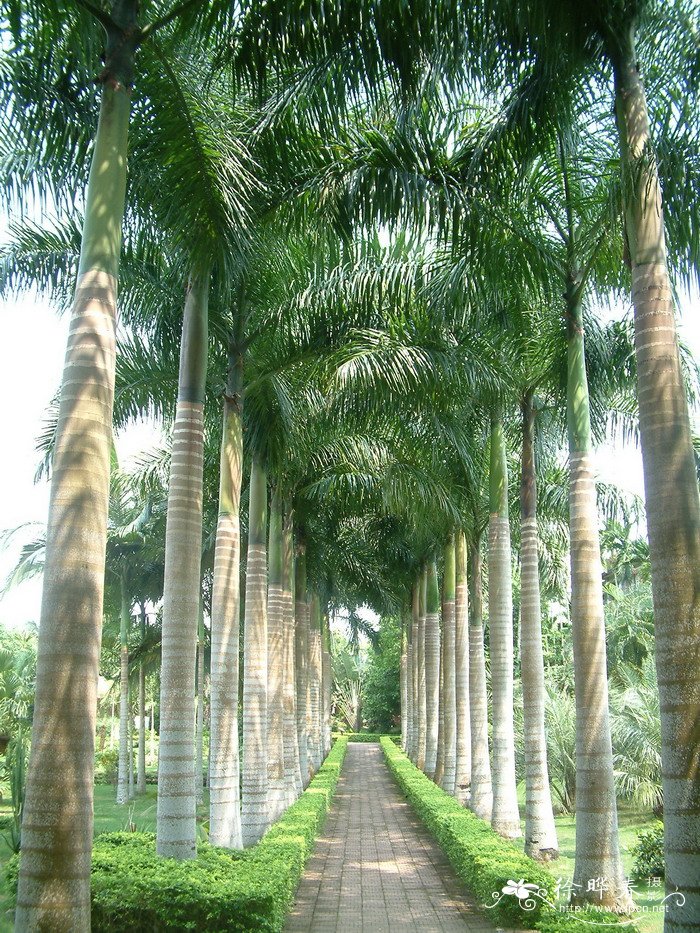 千手观音植物仙人掌