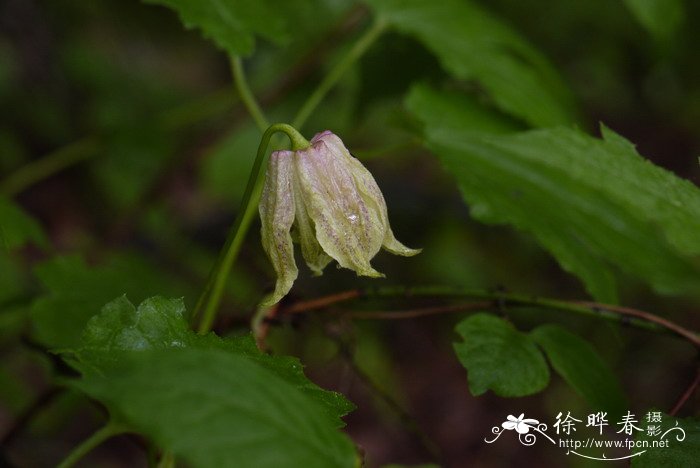 水仙花几点开花