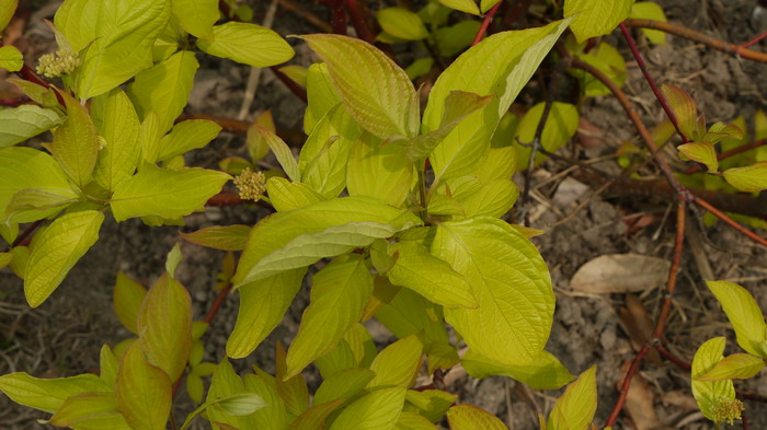 丝瓜季节