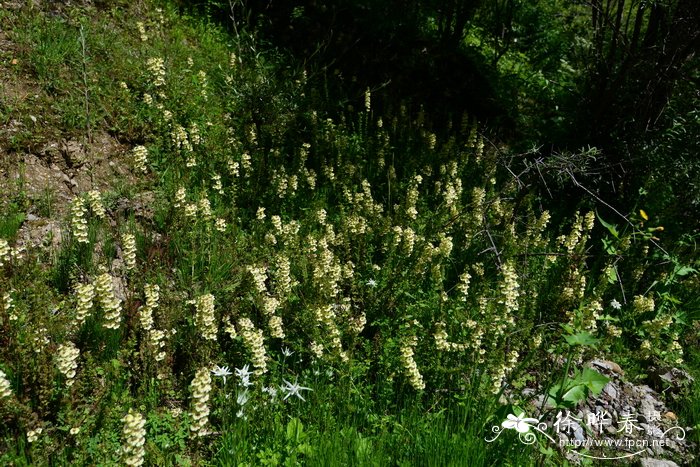 山茶花期