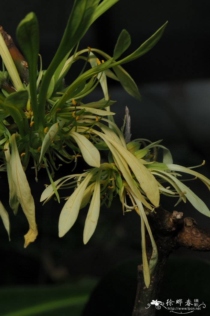 丁香花什么颜色