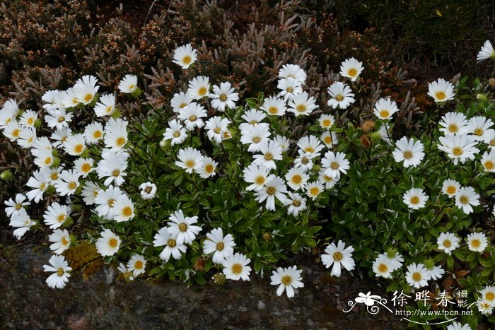 沃柑季节