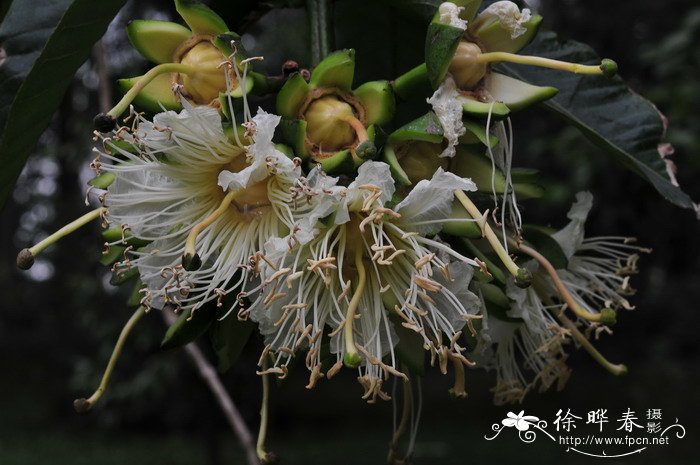 宝莲灯植物