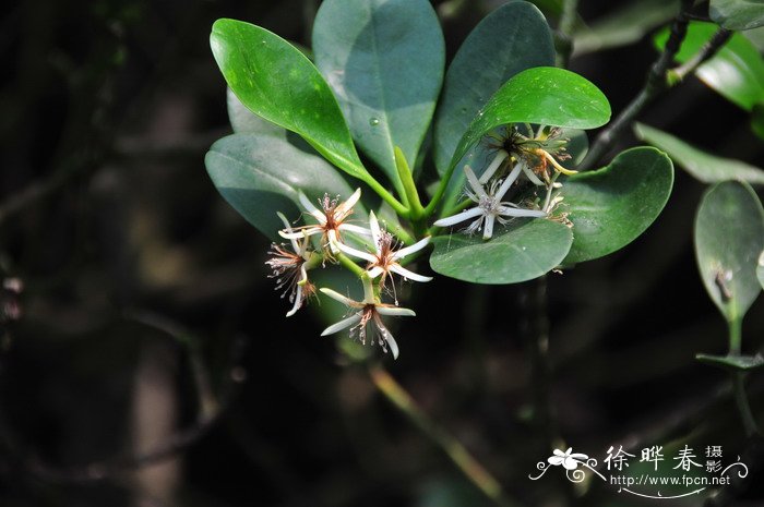 植树节适合种什么树