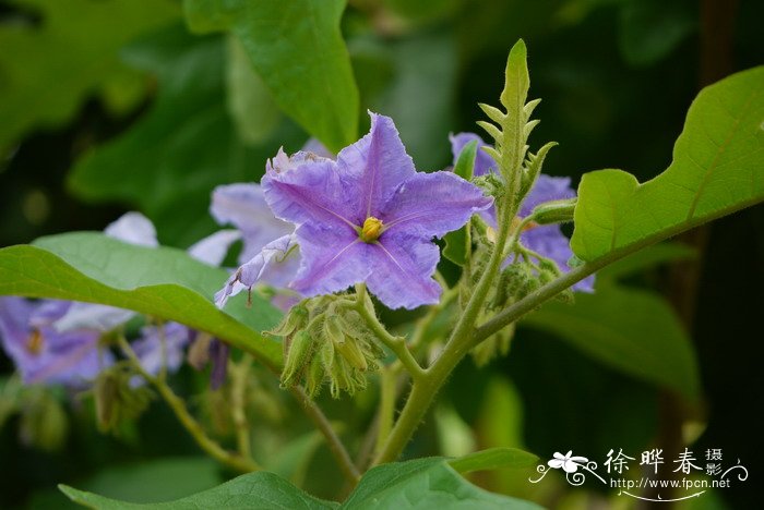 茶花的用途