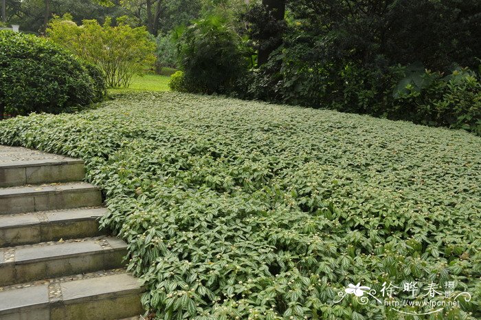 苹果树苗