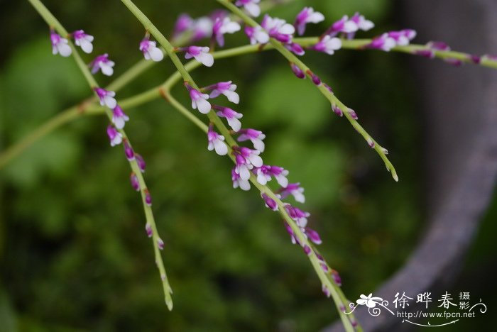 玫瑰花束图片