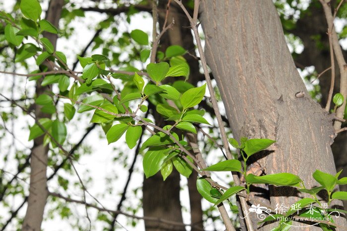 干杜鹃花泡多久能开花