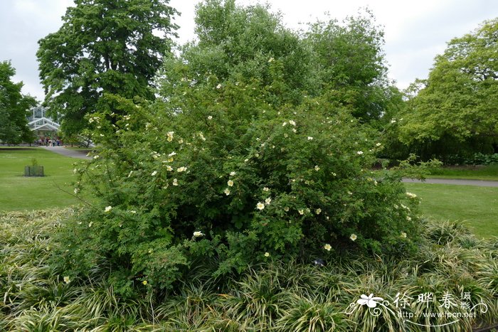 菊花什么时候开花?