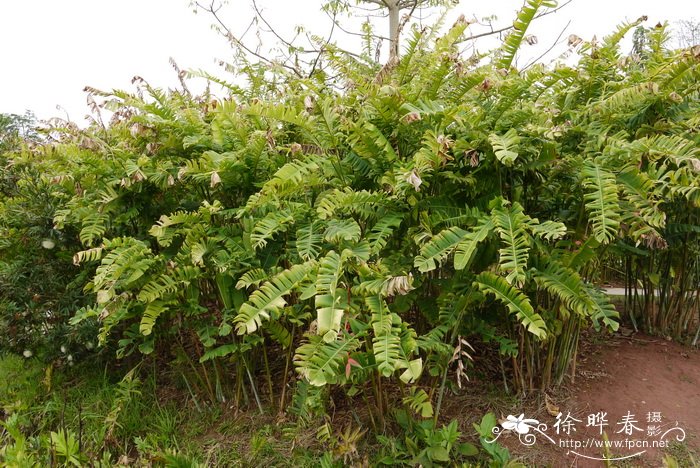 木棉花图片