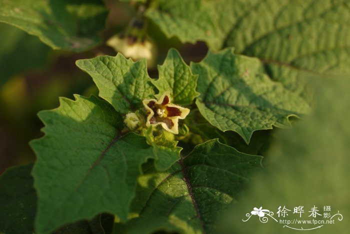 栀子花根