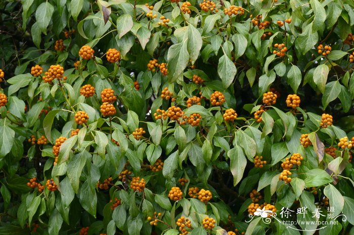 花草图片大全高清