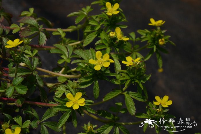 仙人掌花语象征与寓意