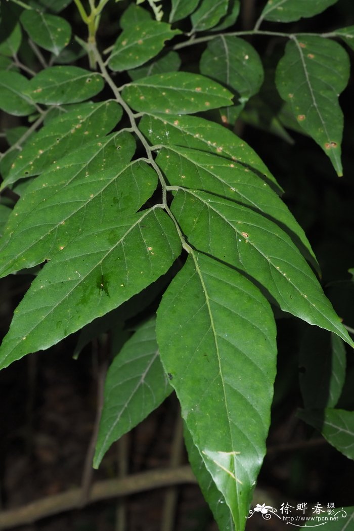 柿子的季节