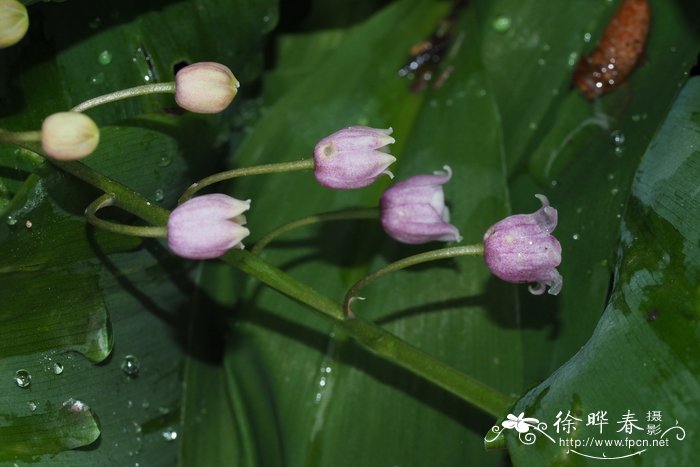 没有确定关系送花给她合适吗