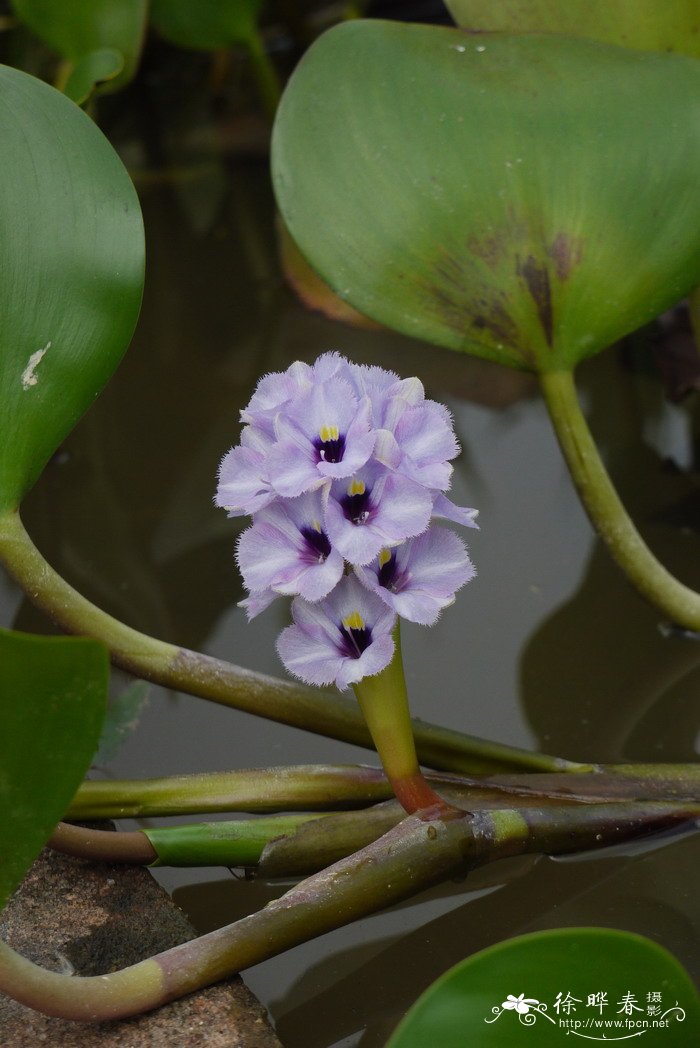 象征希望的花