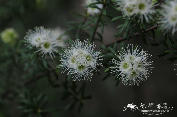 龙血树寓意