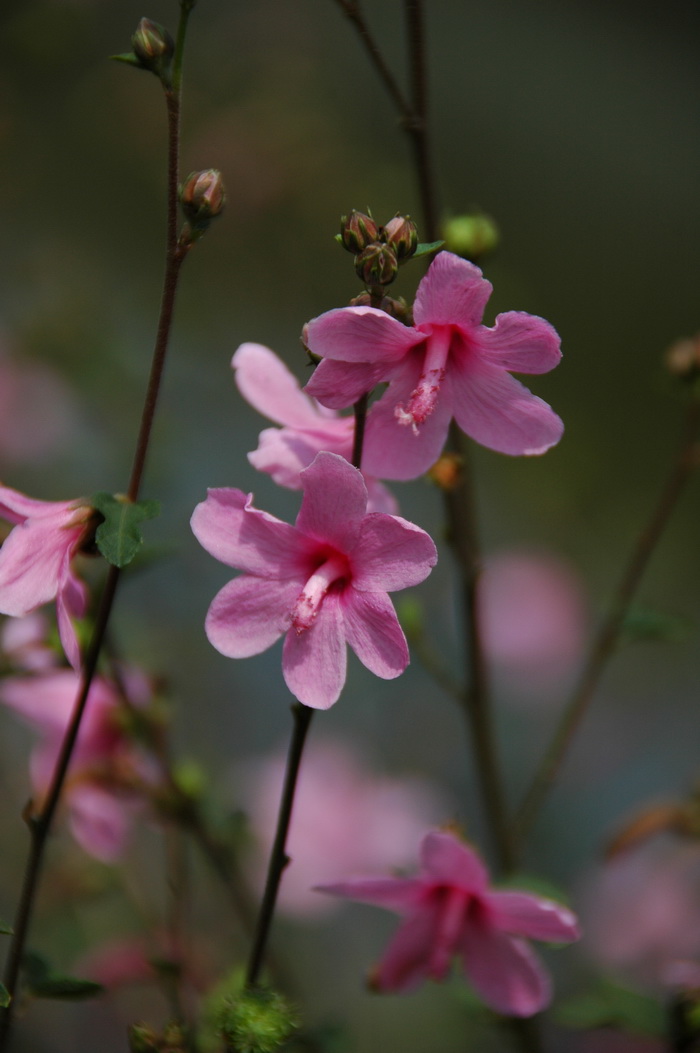 油桐花