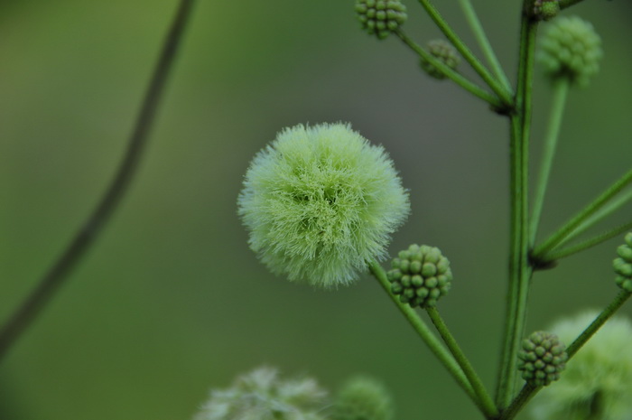 桃花的种类