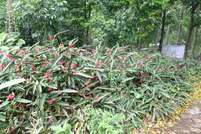 柱状苹果树苗