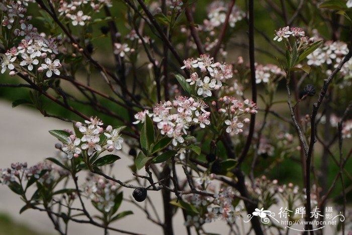 千手观音植物仙人掌